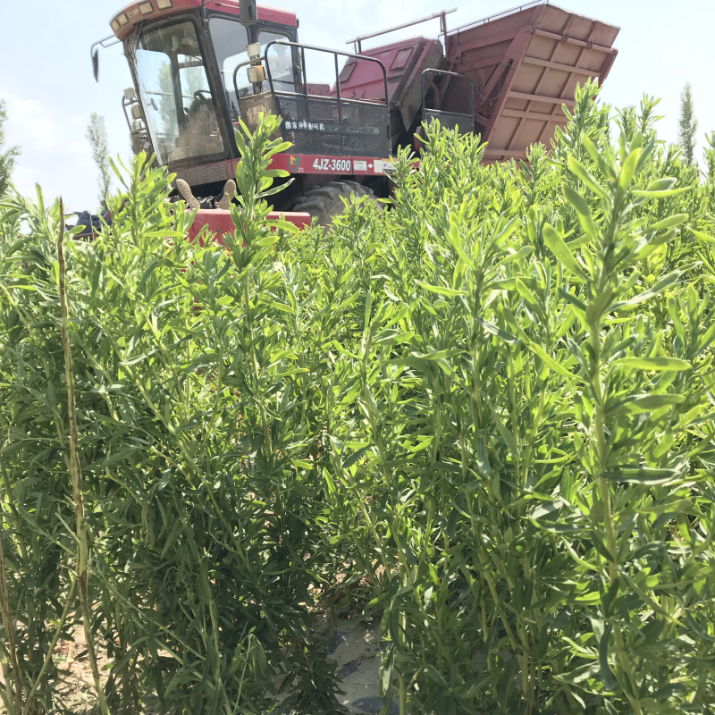 新疆高品质甜叶菊