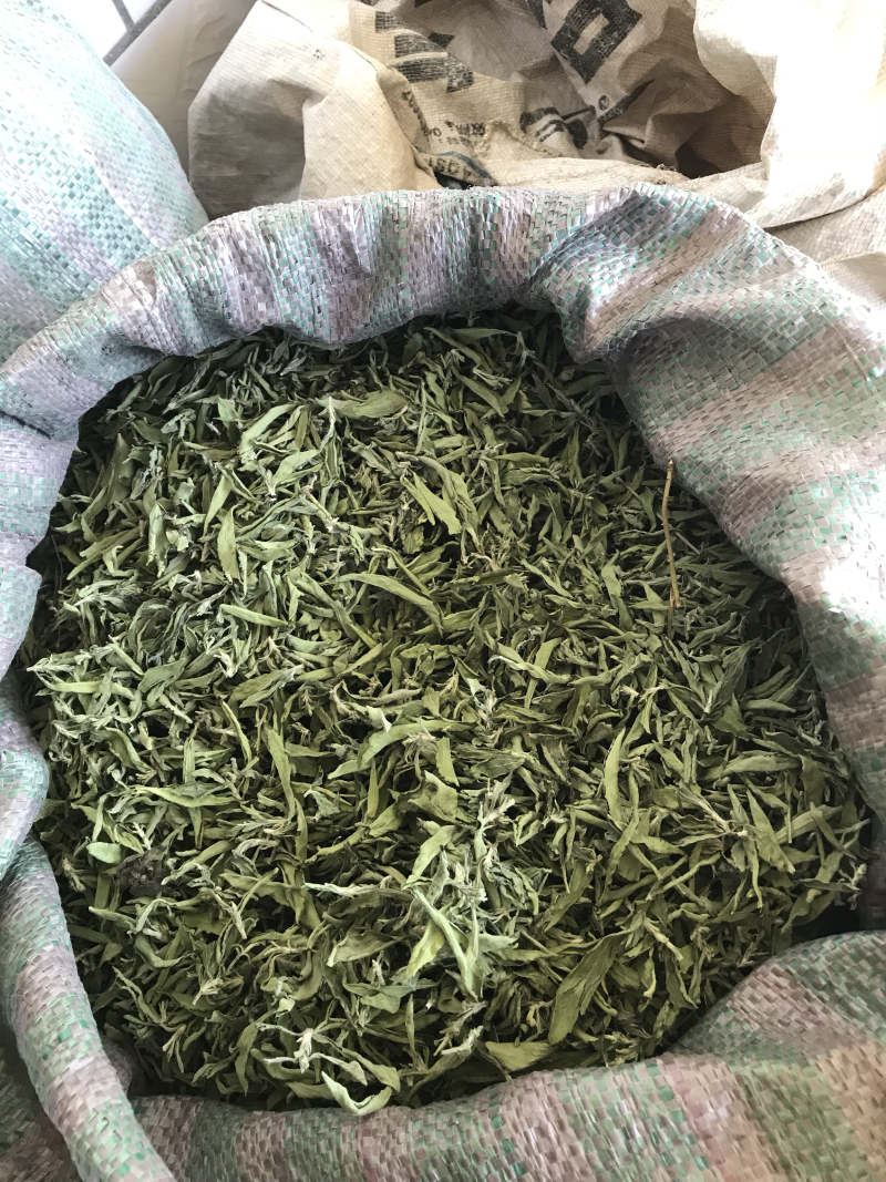 新疆高品质甜叶菊