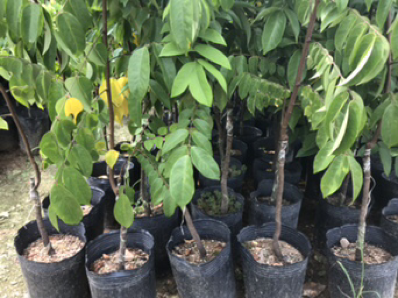 泰国杨桃苗正品嫁接杯苗，果大汁多脆甜