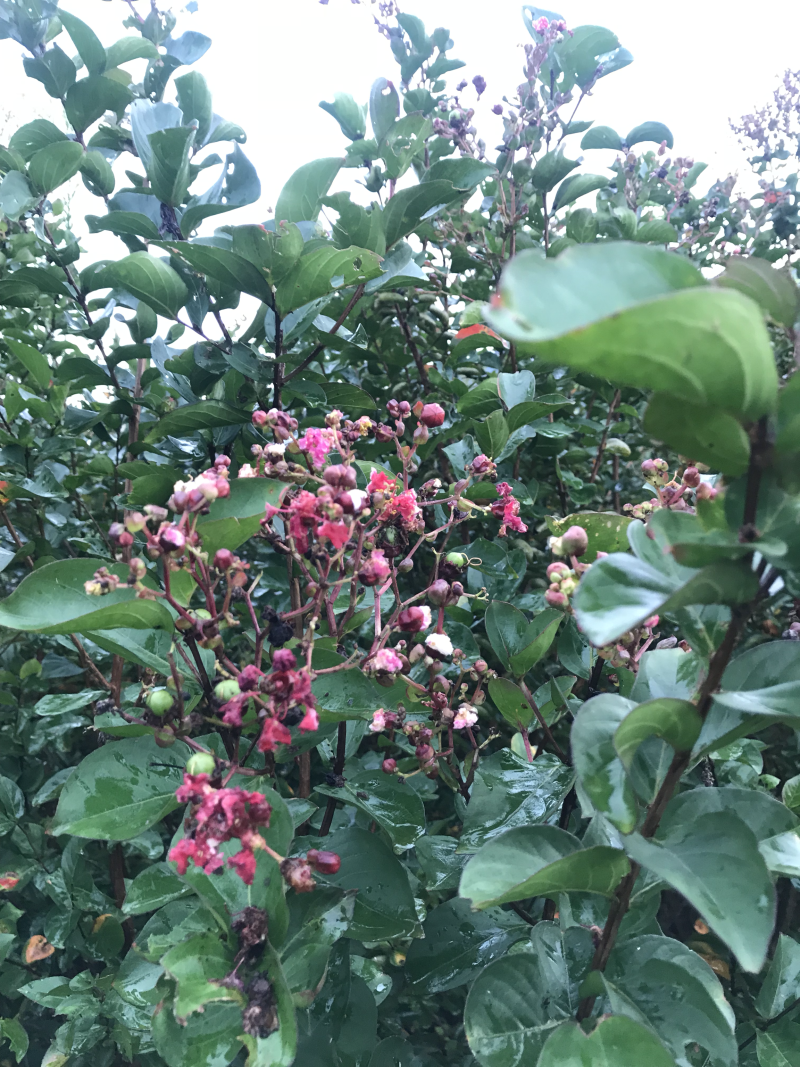 红火箭紫薇