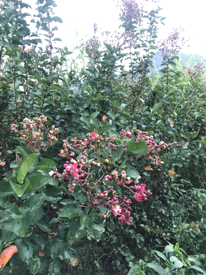 红火箭紫薇