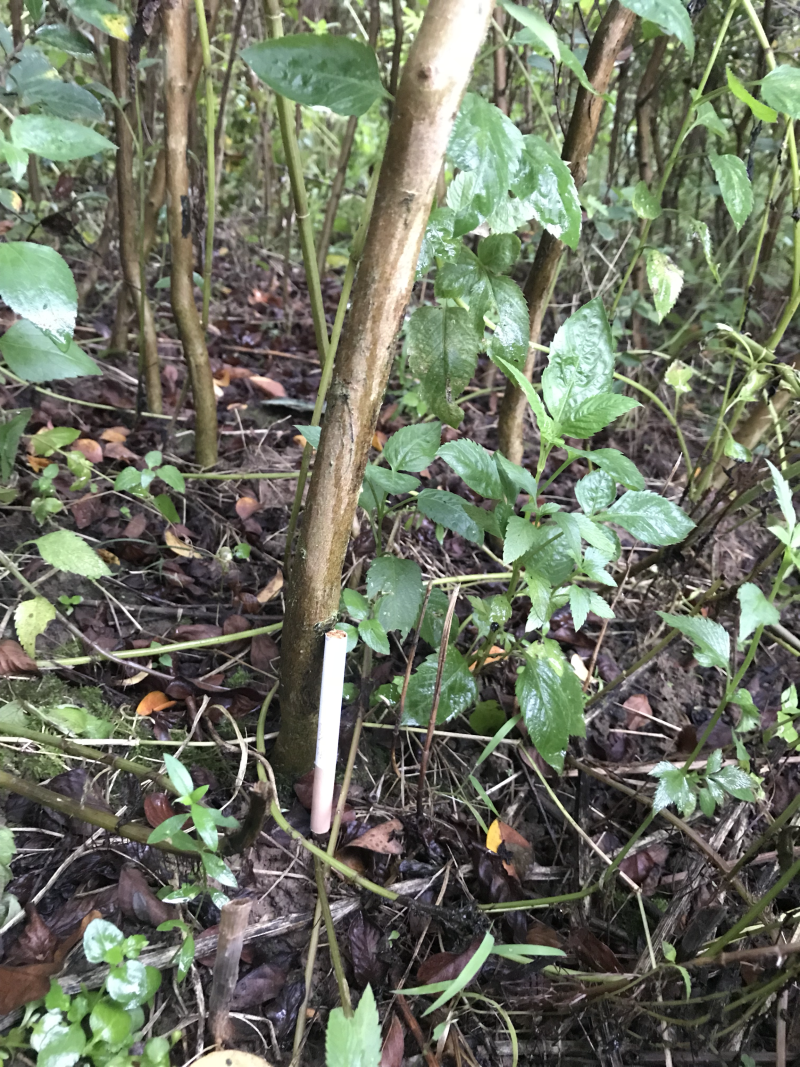 红火箭紫薇