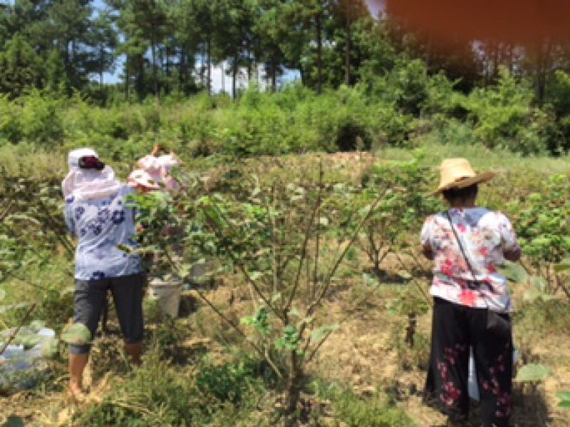 吴茱萸中花枝条