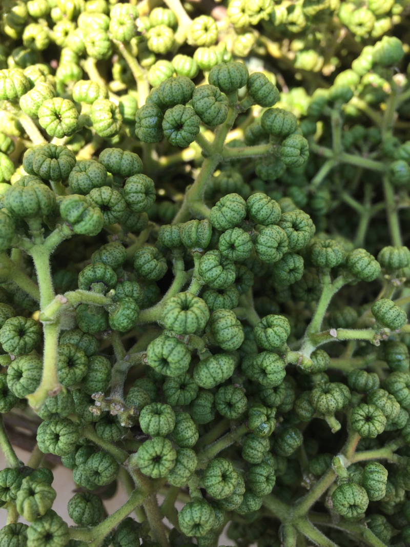 吴茱萸中花枝条