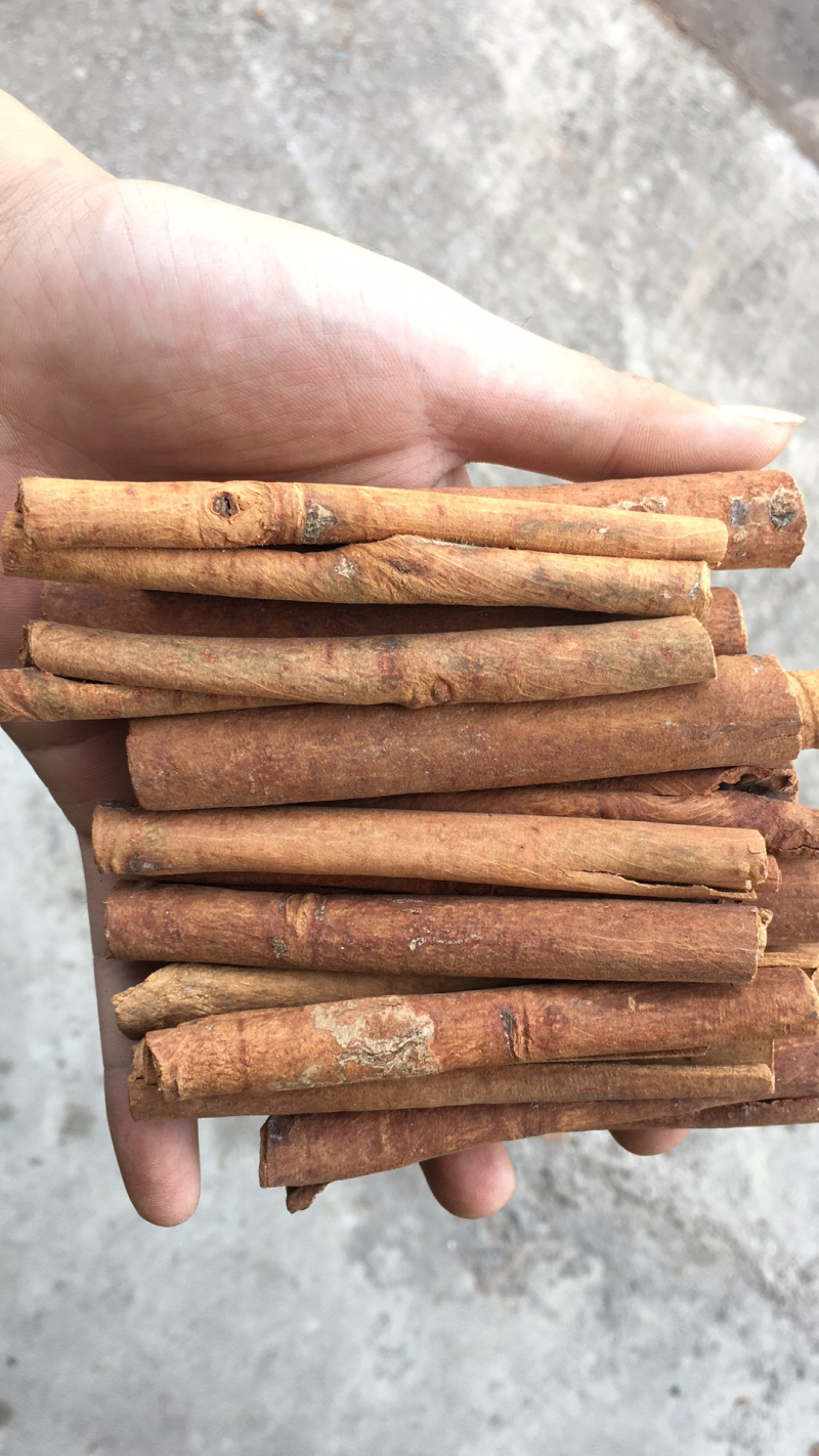 肉桂皮烟桂皮广西桂皮