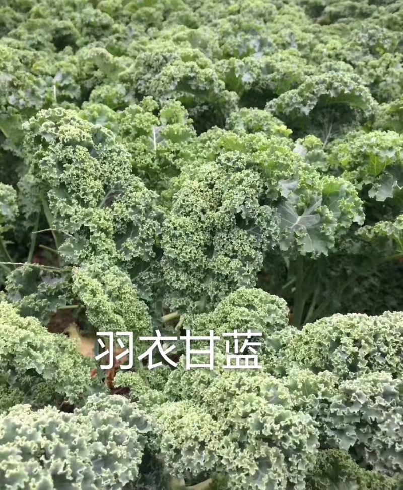 羽衣甘蓝（野介兰）