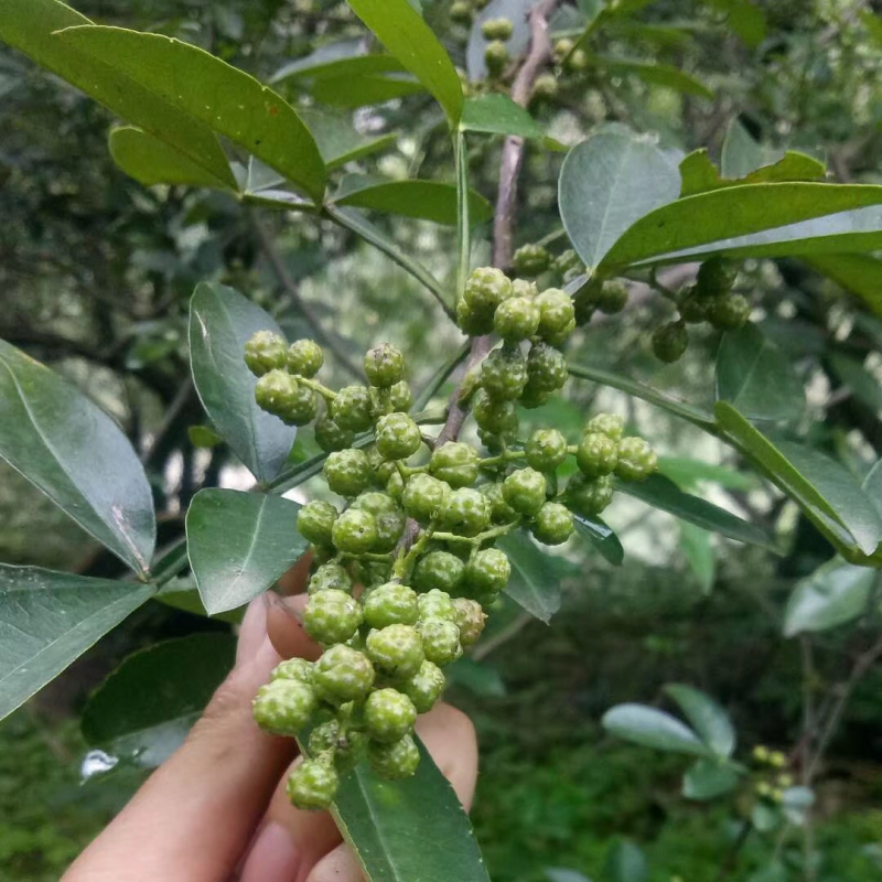 花椒