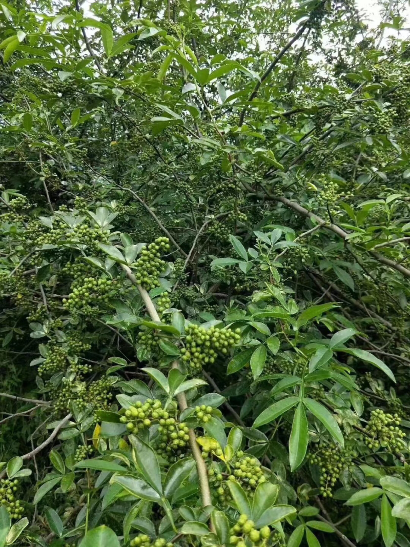 花椒