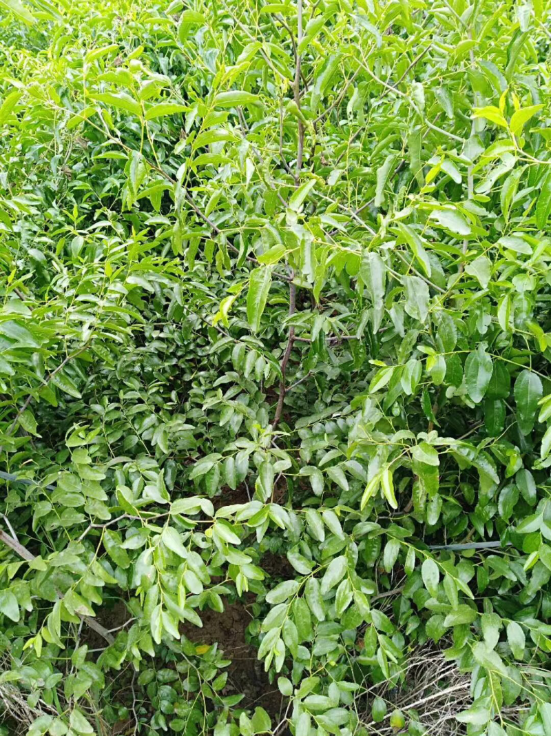 枣树苗1-3公分