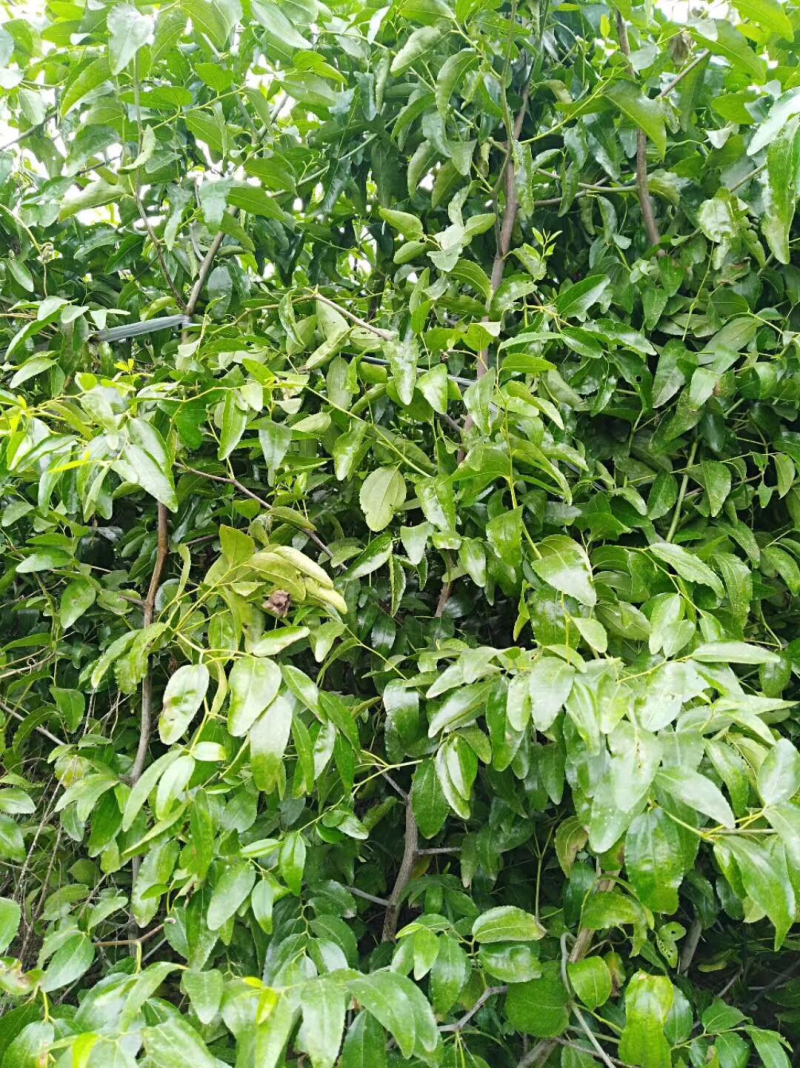 枣树苗1-3公分