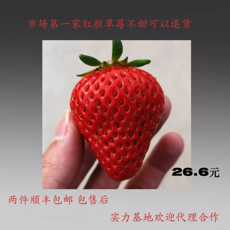 供应大厅专业队伍12月草莓红颜草莓大量代理专业队