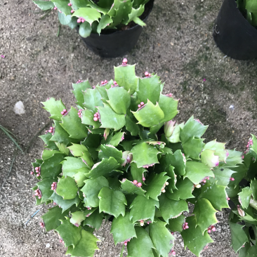 双色花蟹爪兰