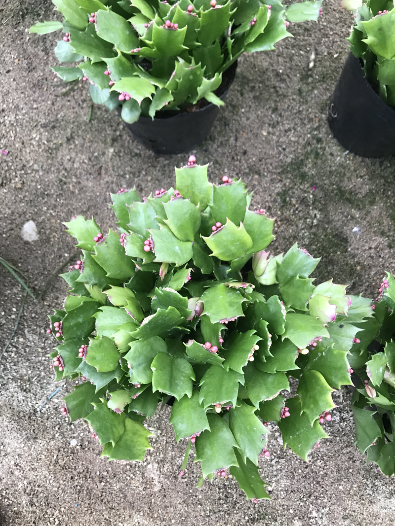 双色花蟹爪兰
