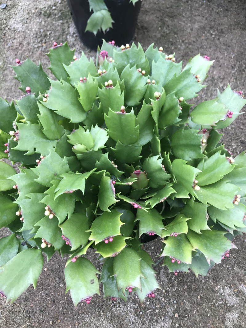 双色花蟹爪兰