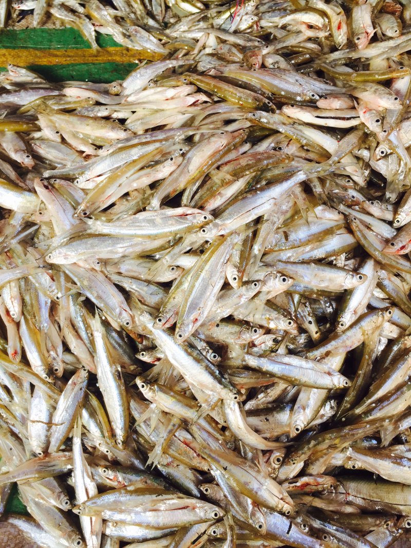 餐鲦鱼