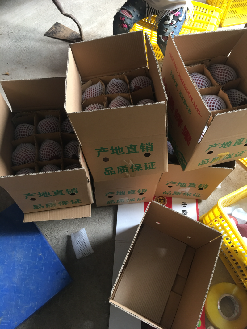 甘肃天水上市优质全红花牛苹果联合果业基地自产直销
