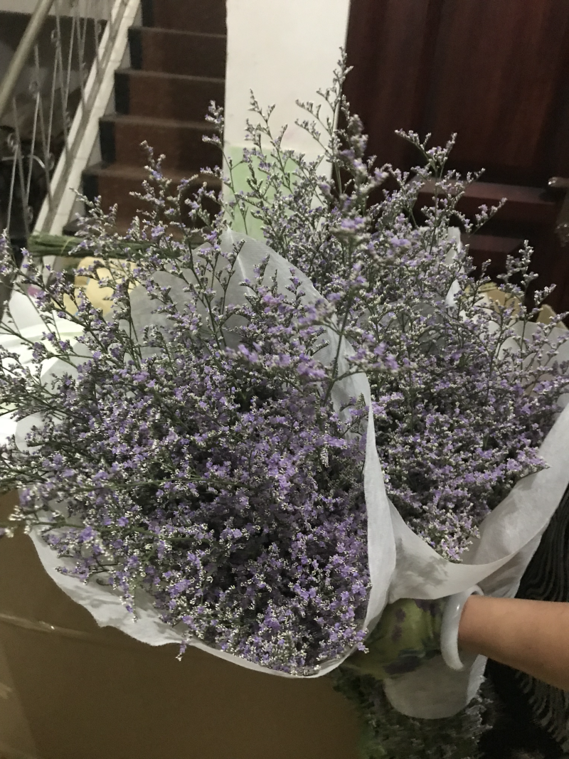 卡罗拉玫瑰，云南昆明斗南基地直销，鲜切花，鲜花