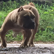 重庆地区长期繁殖四川川东猎犬货到付款。正宗大体川东猎犬