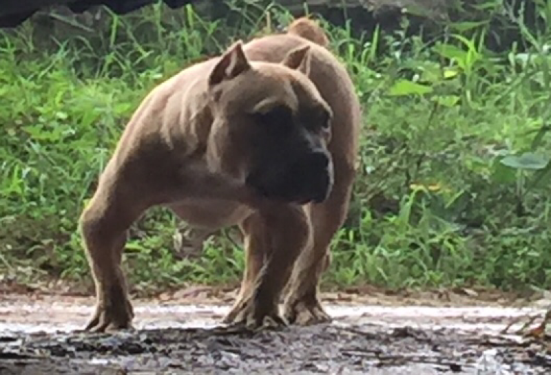重庆地区长期繁殖四川川东猎犬货到付款。正宗大体川东猎犬