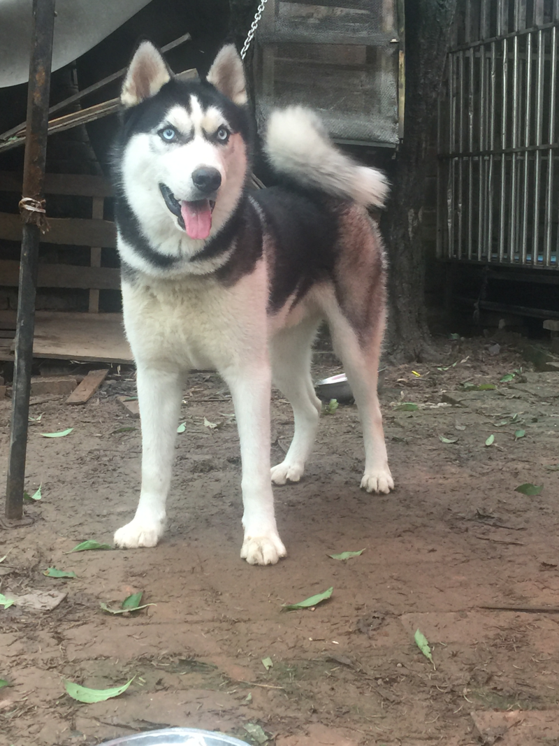 重庆地区长期繁殖四川川东猎犬货到付款。正宗大体川东猎犬