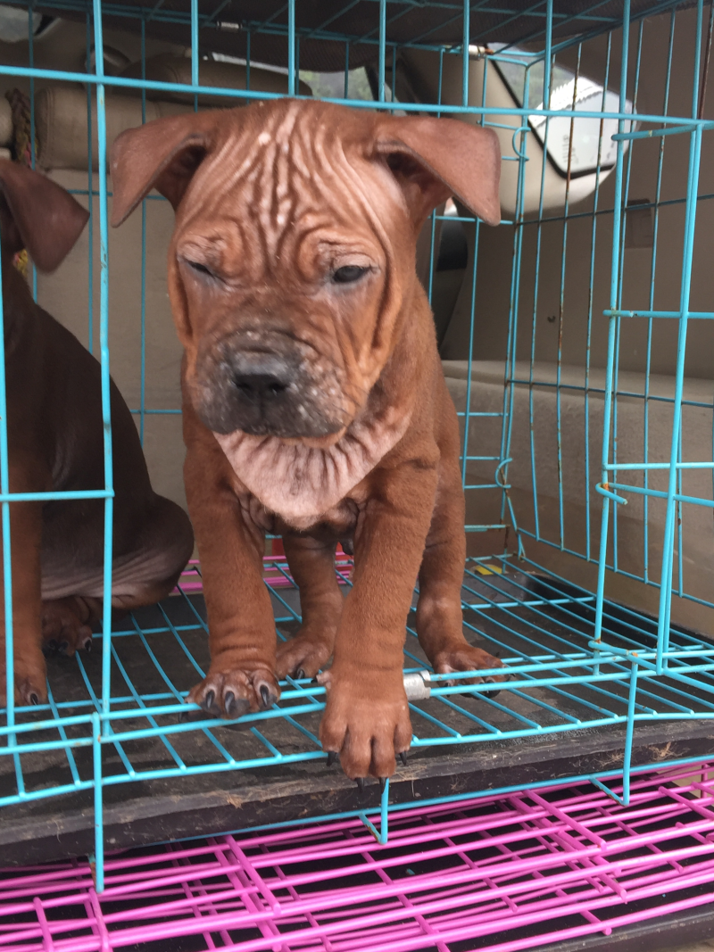 重庆地区长期繁殖四川川东猎犬货到付款。正宗大体川东猎犬