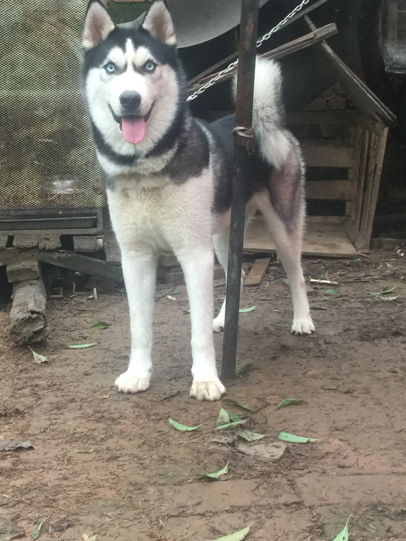 重庆地区长期繁殖四川川东猎犬货到付款。正宗大体川东猎犬