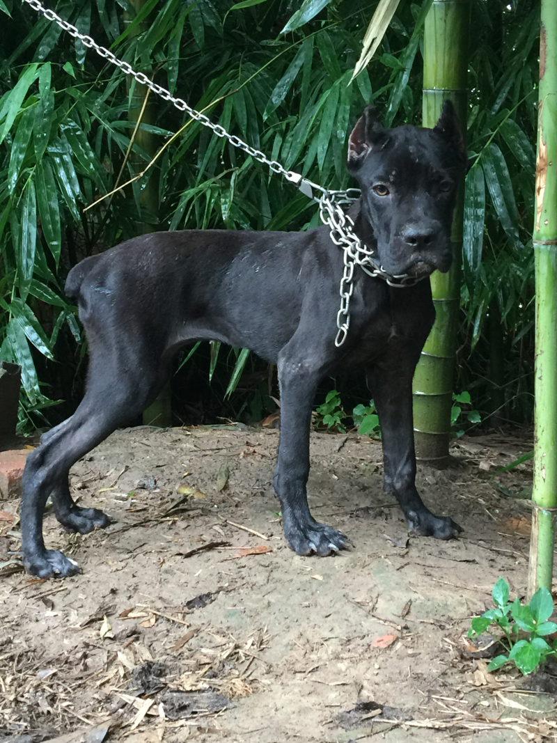重庆地区长期繁殖四川川东猎犬货到付款。正宗大体川东猎犬