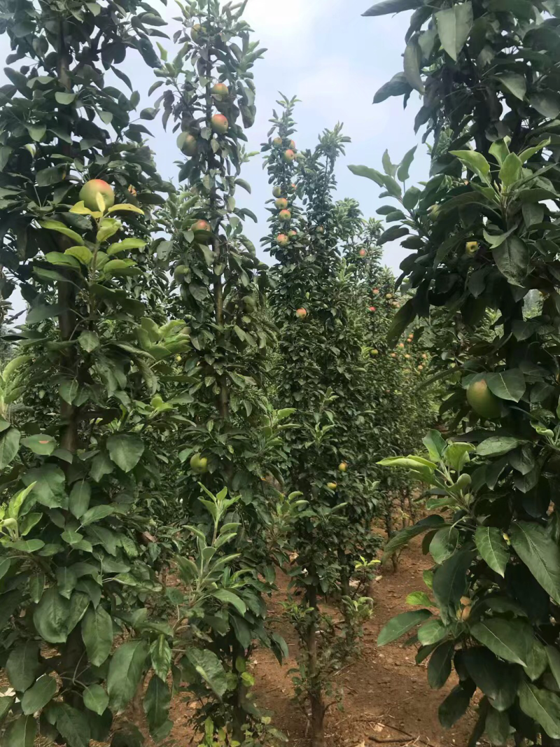 柱状苹果树，润太一号，数量大，景观苹果，好吃好看