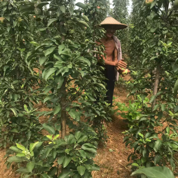 柱状苹果树，润太一号，数量大，景观苹果，好吃好看