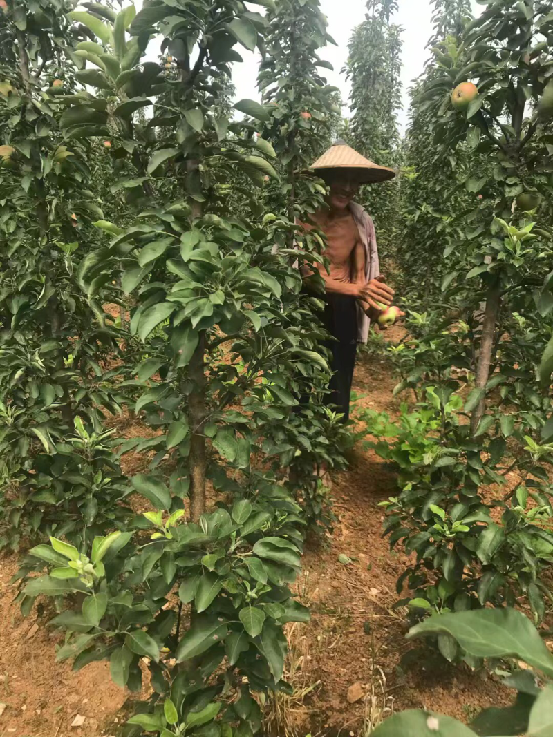 柱状苹果树，润太一号，数量大，景观苹果，好吃好看