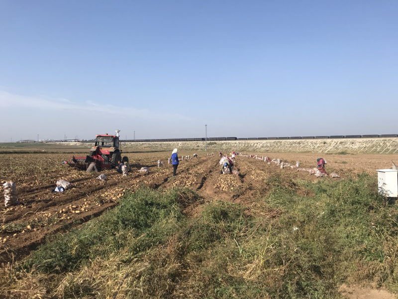 土豆，v7土豆，无结痂，无创伤，可以翻包