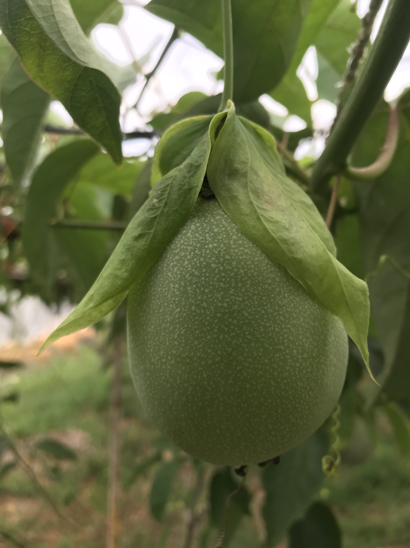 绿皮荔枝味百香果苗．