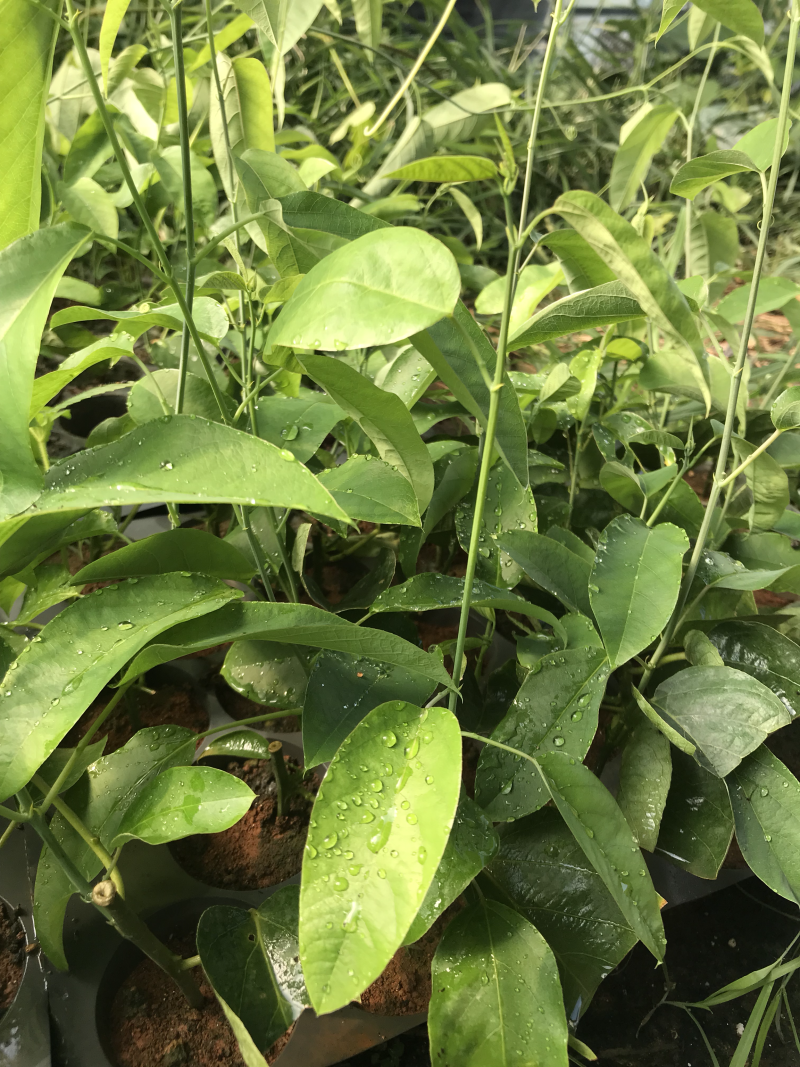 绿皮荔枝味百香果苗．