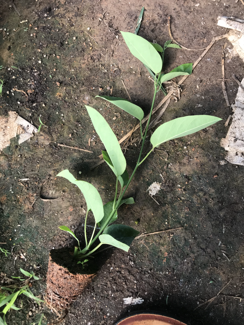 绿皮荔枝味百香果苗．