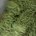 无筋豆20厘米以上，品质有精品，中等，次品，价格实惠！