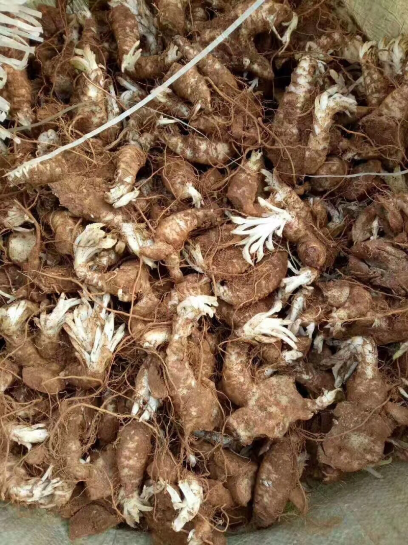 玄参苗中药材有叫黑参一首货源