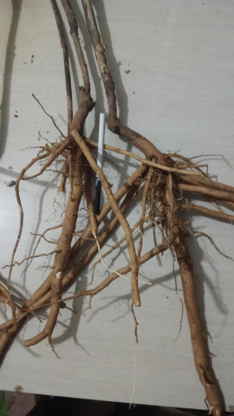 油牡丹苗10~20cm牡丹籽等。牡丹产品。
