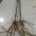 油牡丹苗10~20cm牡丹籽等。牡丹产品。