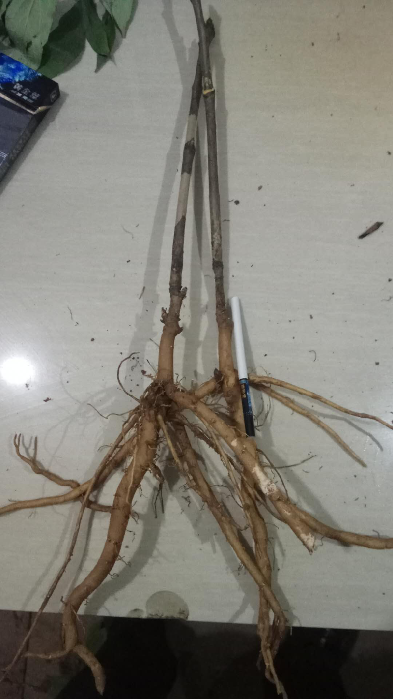 油牡丹苗10~20cm牡丹籽等。牡丹产品。