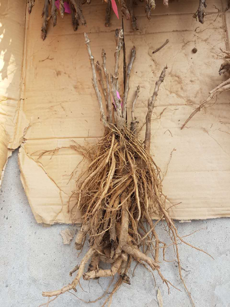 油牡丹苗10~20cm牡丹籽等。牡丹产品。