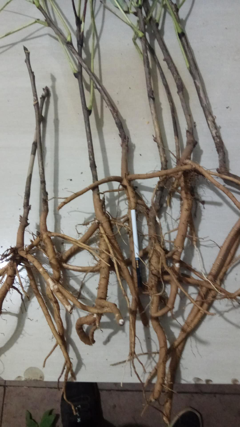 油牡丹苗10~20cm牡丹籽等。牡丹产品。