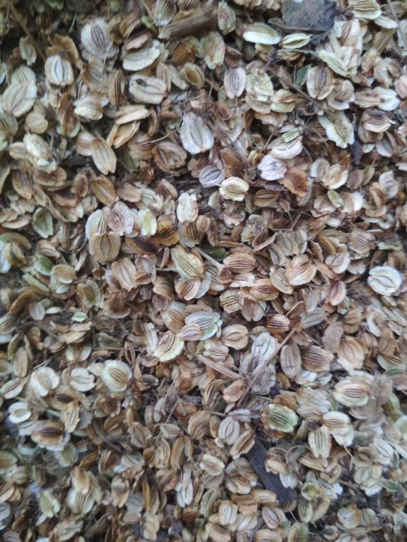 白芷片，白芷个子，药食同源，一年生品种，