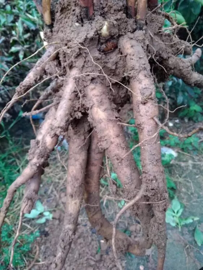 赤芍苗二年苗，白勺芽，基地一手货源。可上门考察。