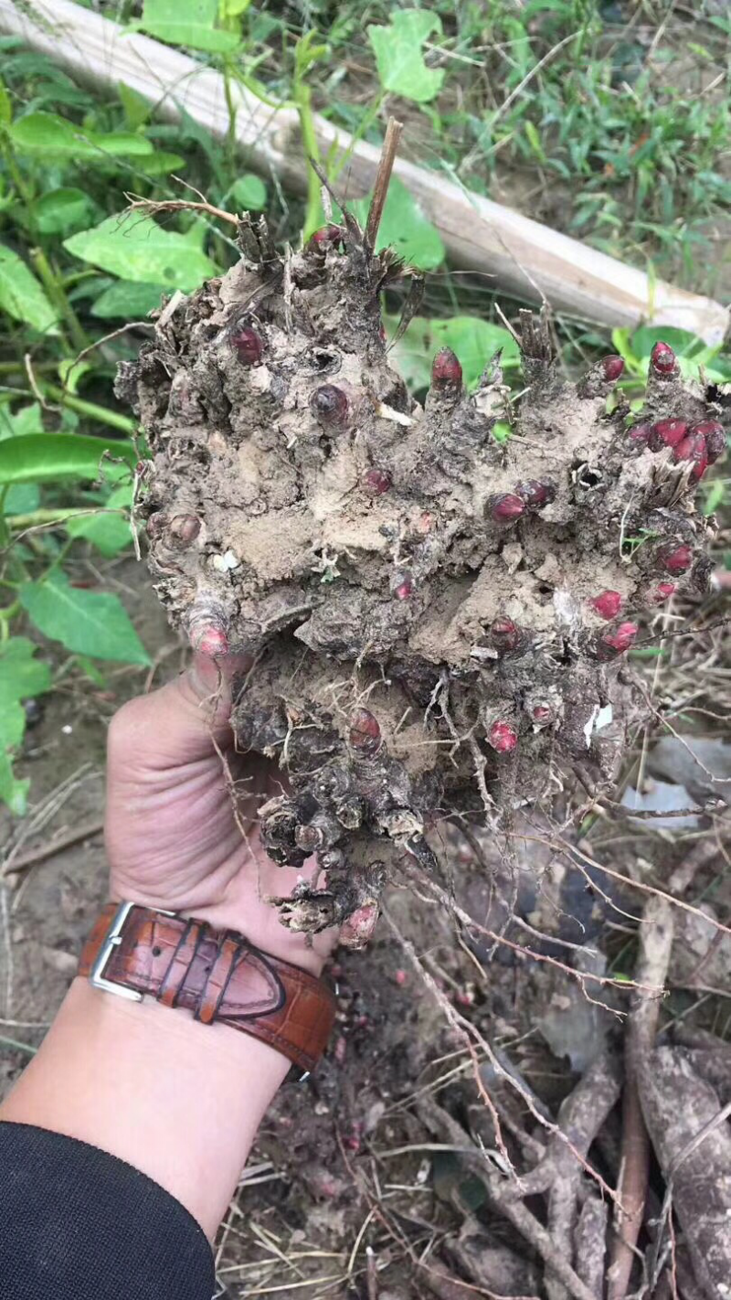 赤芍苗二年苗，白勺芽，基地一手货源。可上门考察。