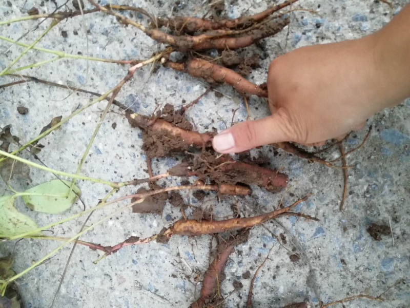 赤芍苗二年苗，白勺芽，基地一手货源。可上门考察。