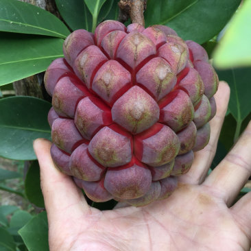 布福娜