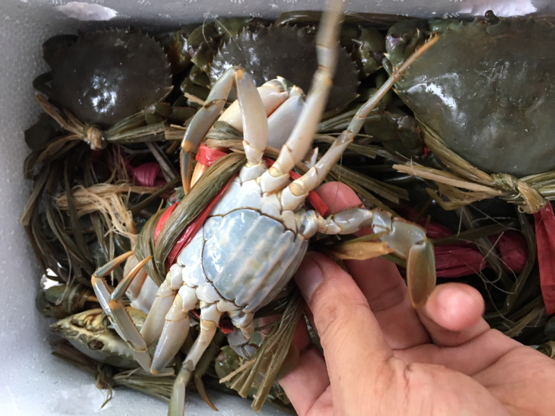 拟穴青蟹食用雌蟹
