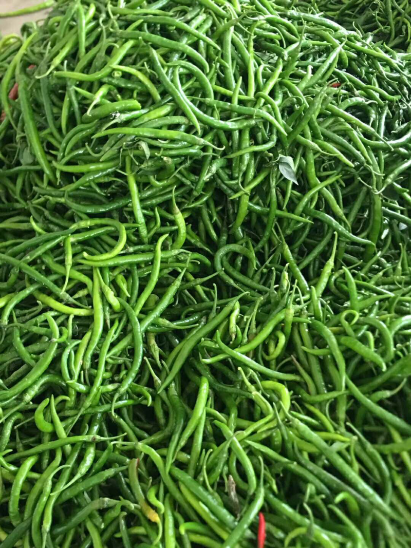 各种辣椒。东台三仓蔬菜基地。