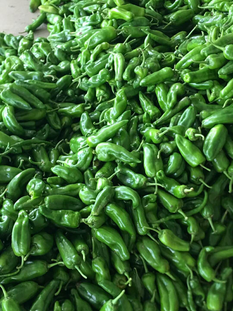 各种辣椒。东台三仓蔬菜基地。
