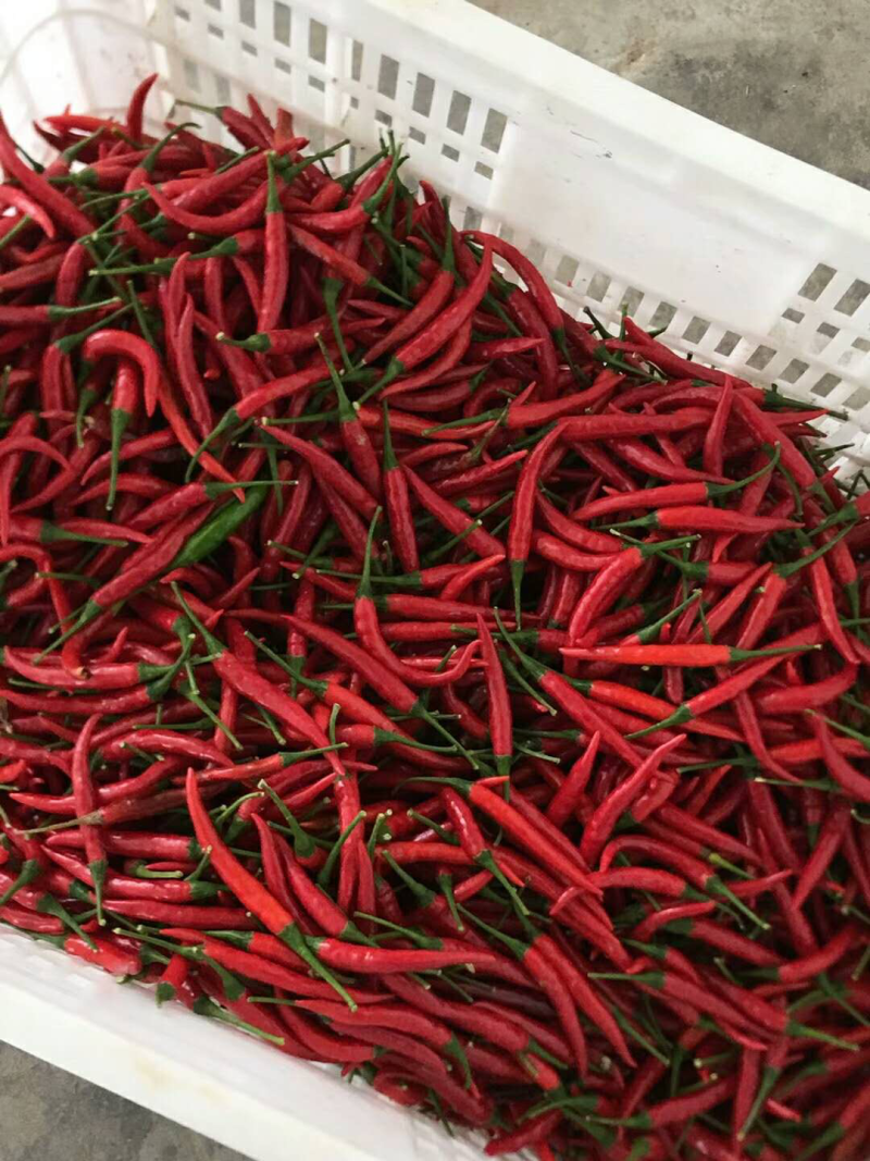 各种辣椒。东台三仓蔬菜基地。